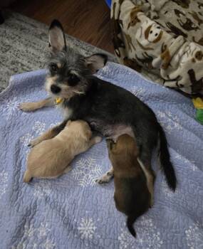 Wire Fox Terrier Dogs Available for Adoption - Roxy | PetCurious