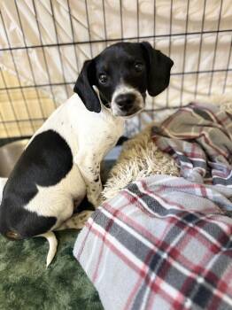 Dachshund and Hound Dogs Available for Adoption - PeterPan 26D-008 | PetCurious