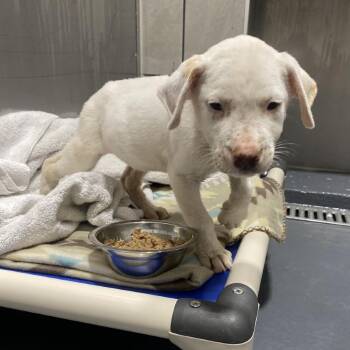 Queso -  Pit Bull Terrier Dog for Adoption in Austin, Texas - Queso | PetCurious