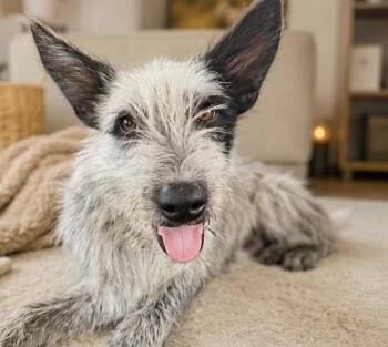 Pepper -  Schnauzer and Australian Cattle Dog Blue Heeler Dog for Adoption in Guilford, Connecticut - Pepper | PetCurious