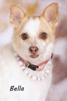 Rescue Chihuahua and Shepherd Dogs for Adoption in Gilbert, Arizona - AnnaBella (knows Bella) | PetCurious