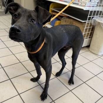 Mocha -  Black Labrador Retriever and Terrier Dog for Adoption in Tuscaloosa, Alabama - Mocha | PetCurious