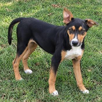 Dexter -  Rat Terrier Dog for Adoption in Holly Springs, Mississippi - Dexter | PetCurious
