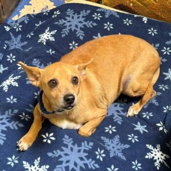 Chewy -  Chihuahua Dog for Adoption in Grass Valley, California - Chewy | PetCurious