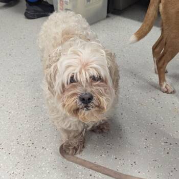 Lhasa Apso and Mixed Breed Dogs Available for Adoption in Indianapolis, Indiana - Bean | PetCurious
