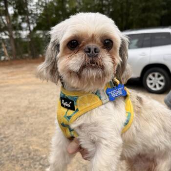 Bulldozer -  Shih Tzu Dog for Adoption in Columbia, South Carolina - Bulldozer | PetCurious