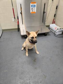 Shepherd Dogs Available for Adoption in Winder, Georgia - 2026-05-212 | PetCurious