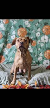 Red -  Shar Pei Dog for Adoption in Berea, Kentucky - Red | PetCurious