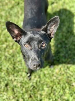 Feather -  German Shepherd Dog Dog for Adoption in San Francisco, California - Feather | PetCurious