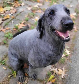 Rescue Labradoodle Dogs for Adoption in Killingworth, Connecticut - Maggie #73 | PetCurious
