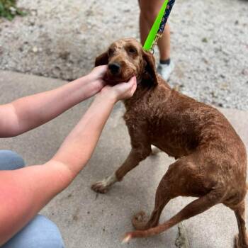 Macaroon -  Golden Retriever and Miniature Poodle Dog for Adoption in Campton Hills, Illinois - Macaroon | PetCurious
