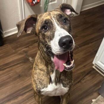 Willa -  Great Dane and Mastiff Dog for Adoption in Houston, Texas - Willa | PetCurious
