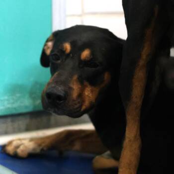 Rottweiler Dogs Available for Adoption - A795195 | PetCurious