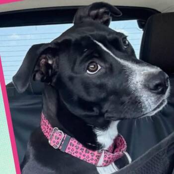 Precious -  Labrador Retriever and Pit Bull Terrier Dog for Adoption in Holiday Hills, Illinois - Precious | PetCurious