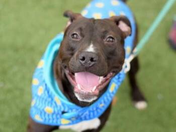 ROSCOE -  Mixed Breed Dog for Adoption in New York, New York - ROSCOE | PetCurious