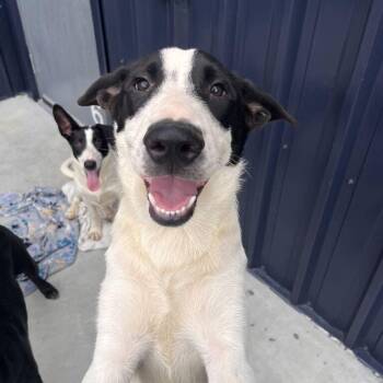 Fluffy -  Cattle Dog Dog for Adoption in Chicago, Illinois - Fluffy | PetCurious