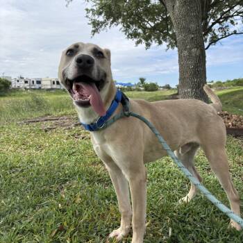 Sage -  German Shepherd Dog Dog for Adoption in Pearland, Texas - Sage | PetCurious
