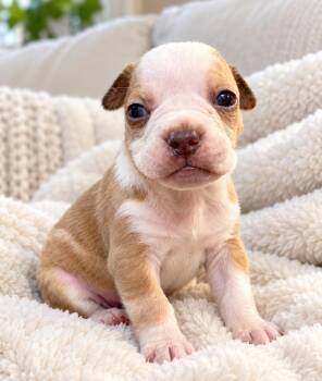 Solara -  English Bulldog Dog for Adoption in Corona, California - Solara | PetCurious