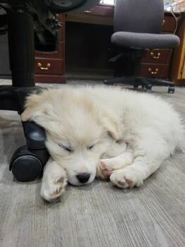 Great Pyrenees Dogs Available for Adoption - Angel | PetCurious