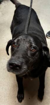 Rescue Labrador Retriever and Mixed Breed Dogs for Adoption in Spartanburg, South Carolina - Zeus | PetCurious