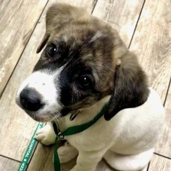 Beatrice -  Anatolian Shepherd Dog for Adoption in Andover, Massachusetts - Beatrice | PetCurious