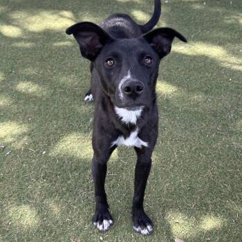 Mars - Butler Campus -  Mixed Breed Dog for Adoption in Flagstaff, Arizona - Mars - Butler Campus | PetCurious