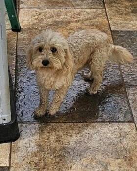 Bichon Frise and Poodle Dogs Available for Adoption in Monticello, New York - Toby | PetCurious