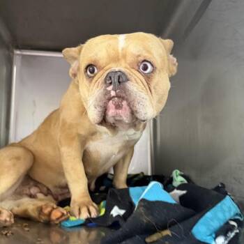 Jenny -  French Bulldog Dog for Adoption in Northbrook, Illinois - Jenny | PetCurious