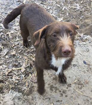 Poodle and Chocolate Labrador Retriever Dogs Available for Adoption - Boone | PetCurious