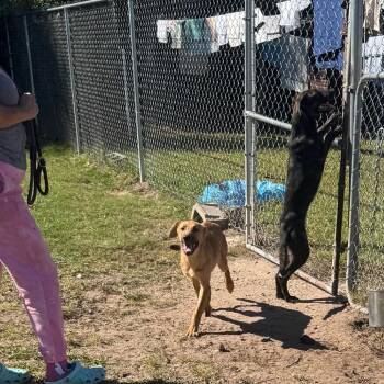 Bryn -  Shepherd Dog for Adoption in Hinesville, Georgia - Bryn | PetCurious