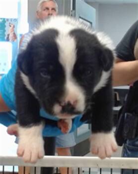 A475205 -  German Shepherd Dog Dog for Adoption in Oklahoma City, Oklahoma - A475205 | PetCurious