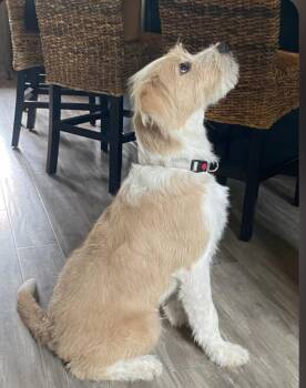 Benji -  Labrador Retriever and Wheaten Terrier Dog for Adoption in Blairsville, Georgia - Benji | PetCurious