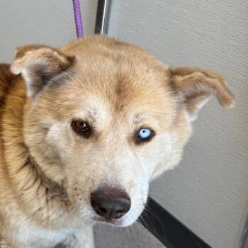 Rocky Martinez -  Mixed Breed Dog for Adoption in Las Cruces, New Mexico - Rocky Martinez | PetCurious