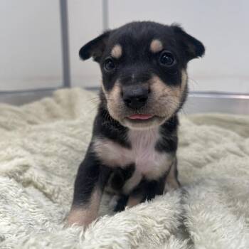 Pacha -  Rottweiler and Mixed Breed Dog for Adoption in Murray, Utah - Pacha | PetCurious