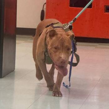 Kenobi -  Pit Bull Terrier Dog for Adoption in Philadelphia, Pennsylvania - Kenobi | PetCurious