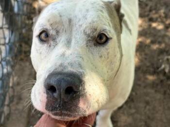 AHURA -  Pit Bull Terrier and Mixed Breed Dog for Adoption in Tulsa, Oklahoma - AHURA | PetCurious