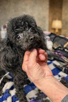 Poodle Dogs Available for Adoption - Colby | PetCurious