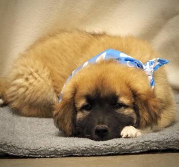 Bananagram -  Great Pyrenees Dog for Adoption in Buena Vista, Colorado - Bananagram | PetCurious