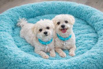 Maltese Dogs Available for Adoption - Pepsi And Cola Bonded Pair... | PetCurious