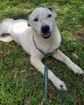 Alexis (TX) -  Catahoula Leopard Dog and Shepherd Dog for Adoption in New York, New York - Alexis (TX) | PetCurious