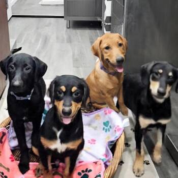 Meet the Breakfast Club -  Retriever and Mixed Breed Dog for Adoption in Corpus Christi, Texas - Meet The Breakfast Club | PetCurious