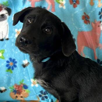 Rescue Black Labrador Retriever and Retriever Dogs for Adoption in Enfield, Connecticut - Garth | PetCurious