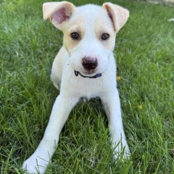 Winnie - No Longer Accepting Applications -  Labrador Retriever and Terrier Dog for Adoption in Minneapolis, Minnesota - Winnie - No Longer Accepting Applications | PetCurious