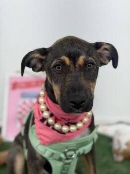 Tinker bell-One of our Amazing Rescue Dogs -  German Pinscher and Doberman Pinscher Dog for Adoption in Carlsbad, California - Tinker Bell-One Of Our Amazing Rescue Dogs | PetCurious