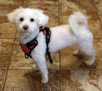 Miniature Poodle Dogs Available for Adoption - Coco Chanel | PetCurious