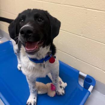 Mixed Breed Dogs Available for Adoption - Snowboard | PetCurious