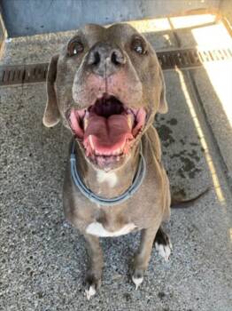 EEVEE -  Pit Bull Terrier Dog for Adoption in Woodland, California - EEVEE | PetCurious