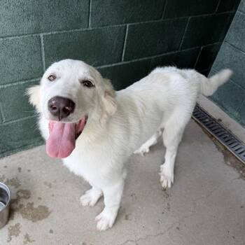 Henhouse -  Great Pyrenees and Mixed Breed Dog for Adoption in Carencro, Louisiana - Henhouse | PetCurious