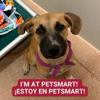 Rescue Mixed Breed Dogs for Adoption in Carrollton, Texas - Cinder | PetCurious