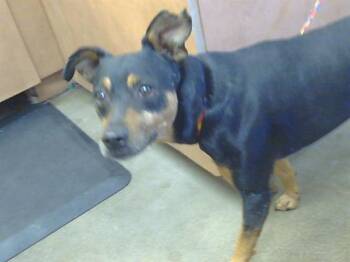 HUBERT -  Manchester Terrier and Mixed Breed Dog for Adoption in Sacramento, California - HUBERT | PetCurious